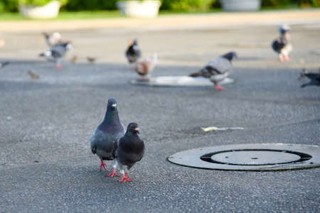 Pigeons in Kaohsiung Central Parkの写真素材