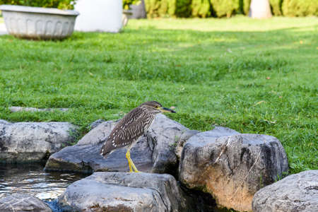 Night Heron (Gorsachius melanolophus) feeding fish by the river