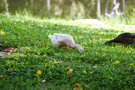 White duck in the parkの写真素材