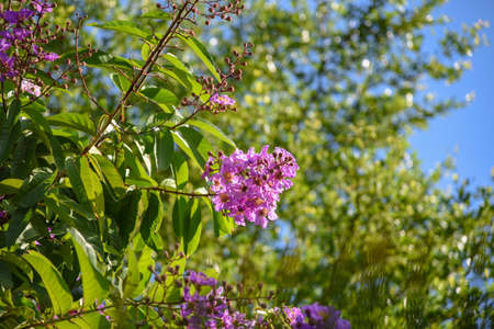 Lagerstroemia indica