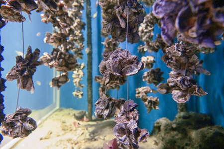 Cultured oysters in aquariums are a common seafood food.の写真素材