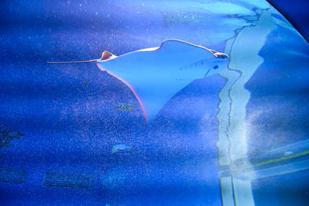 Underwater landscape of stingrays. Fish swim in the aquarium.
