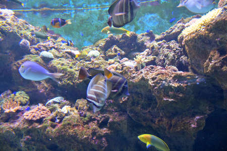School of fish in the aquarium.の写真素材