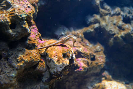 hippocampus underwater in aquarium