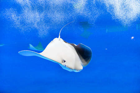 Underwater landscape of stingrays. Fish swim in the aquarium.