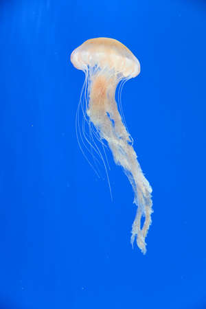 Jellyfish swimming in water. Blue background.の写真素材