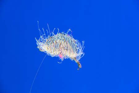 Flower hat jelly. Jellyfish swimming in water. Blue background.の写真素材