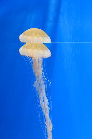 Jellyfish swimming in water. Blue background.の写真素材