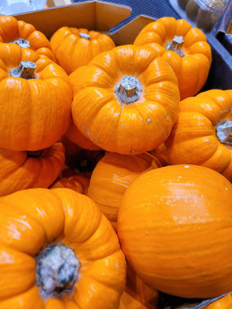 Autumn harvest colorful squashes and pumpkins in different varieties.の写真素材