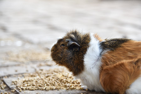 Captive guinea adorable, animal, background, brown, cavy, close, closeup, cute, domestic, food, fun,...