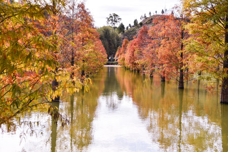 Colorful winter Bald Cypress Turning Red In Autumn At A Beautiful Garden In Sanwan, Miaoli, Taiwanの写真素材
