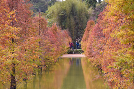 Colorful winter Bald Cypress Turning Red In Autumn At A Beautiful Garden In Sanwan, Miaoli, Taiwanの写真素材