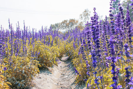 Closeup purple flowers (salvia officinalis) in the gardenの写真素材