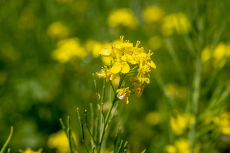 Close-up of rapeseed flowers in bloom season
