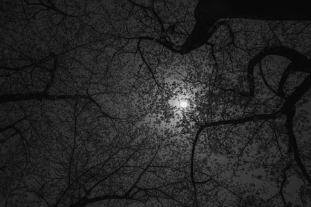 Cherry blossoms season background is blue skyの写真素材