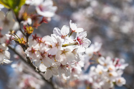 Cherry blossoms season background is blue skyの写真素材