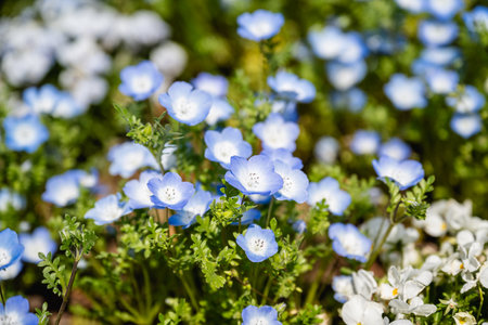 Nemophila flowers in the park.の写真素材