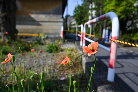 View of the poppy flowers in the parkの写真素材
