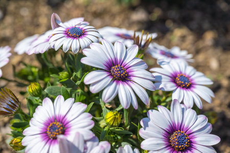 An Alaskan garden in full bloom. Purple Eye African Daisy -Osteospermumの写真素材