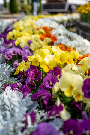 Wild pansies in various colors in the garden.