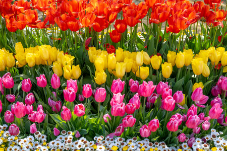 Many color tulips in the garden.の写真素材