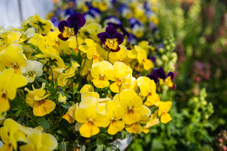 Wild pansies in various colors in the garden.の写真素材