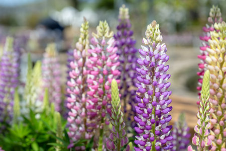 Lupinus polyphyllus in the garden.