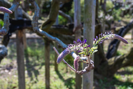 Wisteria floribunda flowers in the garden.の写真素材