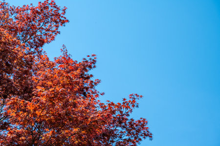 Maple tree with sky in the background.