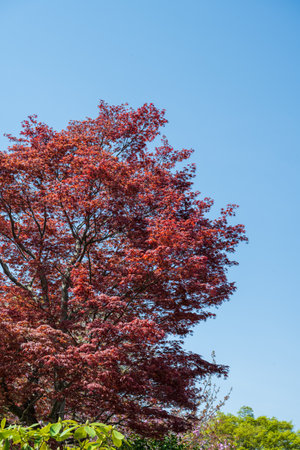 Maple tree with sky in the background.の写真素材