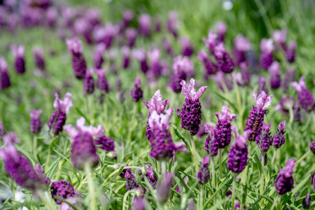 Lavandula stoechas in the garden.の写真素材
