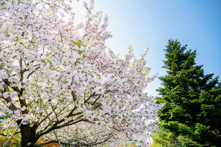 Blooming cherry blossom trees in Japanの写真素材