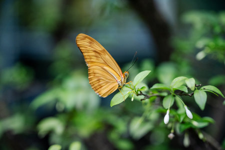 SINGAPORE - OCTOBER 24, 2024: Butterfly Graden inside Changi Airport, Singapore. Butterfly in greenhouse amidst green leavesの写真素材