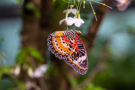 SINGAPORE - OCTOBER 24, 2024: Butterfly Garden inside airport, Singapore. Butterfly in greenhouse amidst green leavesの写真素材