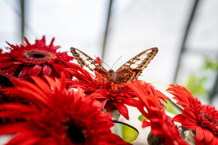 SINGAPORE - OCTOBER 24, 2024: Butterfly Garden inside Changi Airport, Singaporeの写真素材