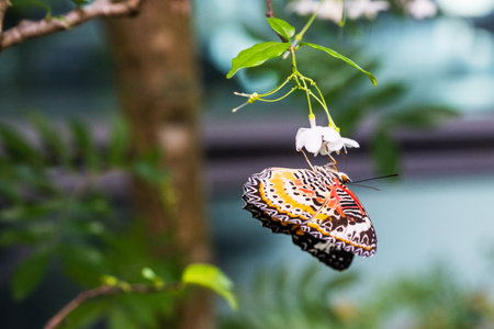 SINGAPORE - OCTOBER 24, 2024: Butterfly Graden inside airport, Singapore. Butterfly in greenhouse amidst green leavesの写真素材