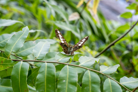 SINGAPORE - OCTOBER 24, 2024: Butterfly Garden inside Changi Airport, Singaporeの写真素材