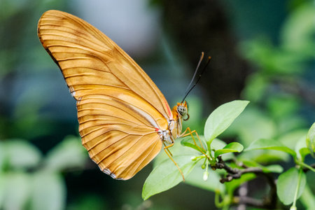 SINGAPORE - OCTOBER 24, 2024: Butterfly Garden inside airport, Singapore. Butterfly in greenhouse amidst green leavesの写真素材