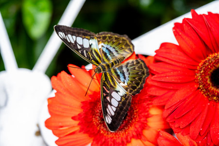 SINGAPORE - OCTOBER 24, 2024: Butterfly Garden inside airport, Singapore. Butterfly in greenhouse...