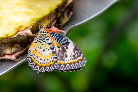 SINGAPORE - OCTOBER 24, 2024: Butterfly Garden inside Airport, Singaporeの写真素材