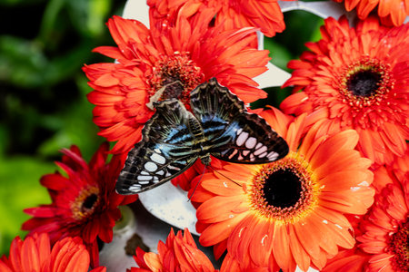 SINGAPORE - OCTOBER 24, 2024: Butterfly Garden inside airport, Singaporeの写真素材