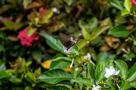SINGAPORE - OCTOBER 24, 2024: Butterfly Garden inside Changi Airport, Singaporeの写真素材