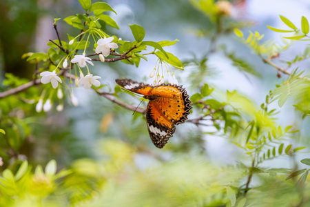 SINGAPORE - OCTOBER 24, 2024: Butterfly Graden inside Changi Airport, Singapore. Butterfly in greenhouse amidst green leavesの写真素材