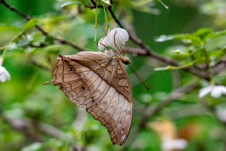 SINGAPORE - OCTOBER 24, 2024: Butterfly Graden inside Changi Airport, Singapore. Butterfly in greenhouse amidst green leavesの写真素材