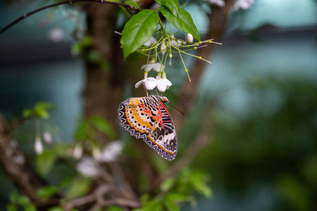 SINGAPORE - OCTOBER 24, 2024: Butterfly Garden inside airport, Singapore. Butterfly in greenhouse amidst green leavesの写真素材