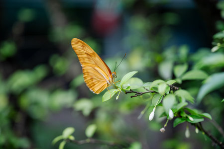 SINGAPORE - OCTOBER 24, 2024: Butterfly Garden inside airport, Singapore. Butterfly in greenhouse amidst green leavesの写真素材