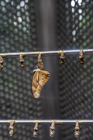 Amazing moment ,butterfly emerging from its chrysalisの写真素材