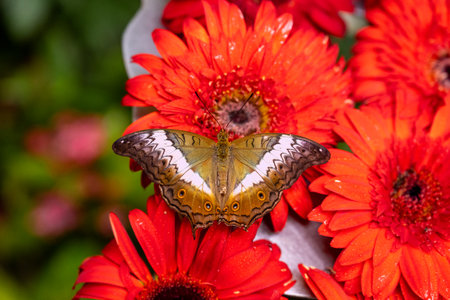 SINGAPORE - OCTOBER 24, 2024: Butterfly Garden inside airport, Singapore. Butterfly in greenhouse amidst green leavesの写真素材