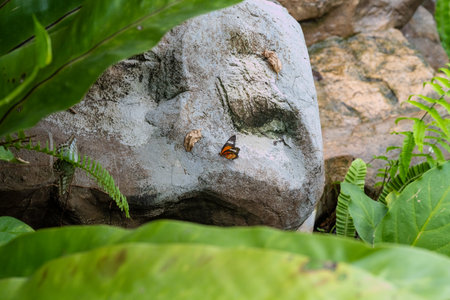 SINGAPORE - OCTOBER 24, 2024: Butterfly Garden inside Changi Airport, Singaporeの写真素材
