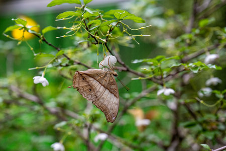 SINGAPORE - OCTOBER 24, 2024: Butterfly Graden inside airport, Singapore. Butterfly in greenhouse amidst green leavesの写真素材